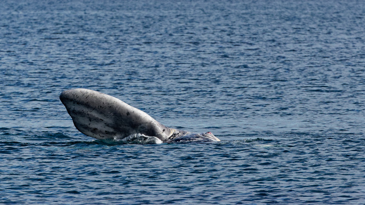 A la poursuite de la Baleine Blanche Le goût d'ailleurs Blog de voyages