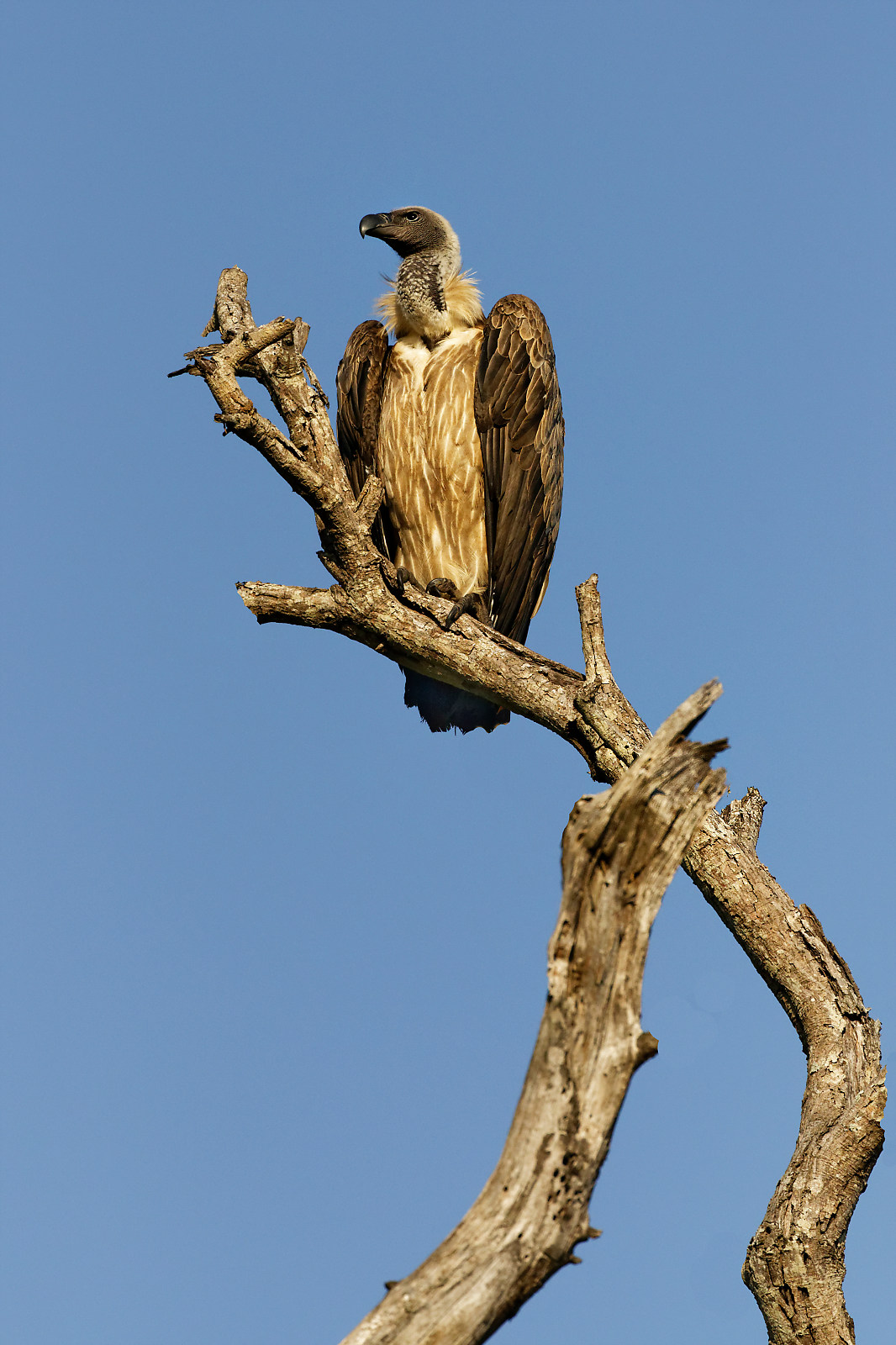 Archives Des Kruger Np Le Gout D Ailleurs Blog De Voyages