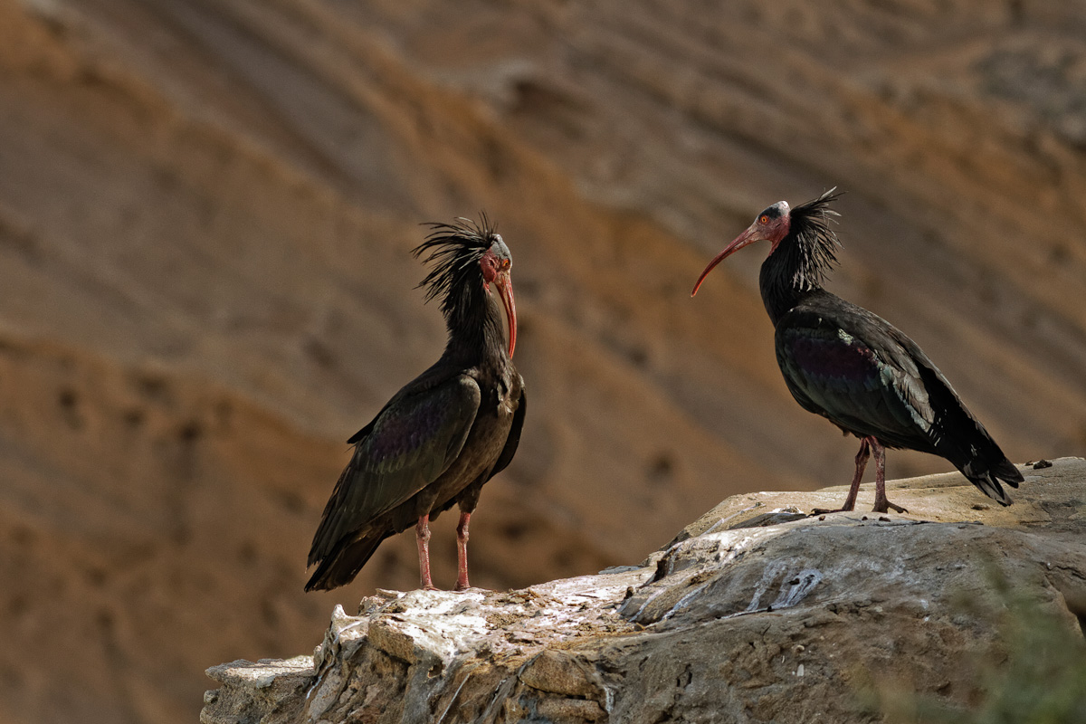 Parade nuptiale d'un couple d'ibis chauve